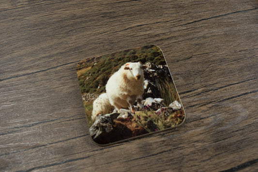 Sheep coaster