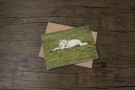 Little Lamb