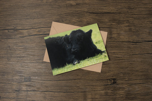 Welsh Black Cow Greeting Card