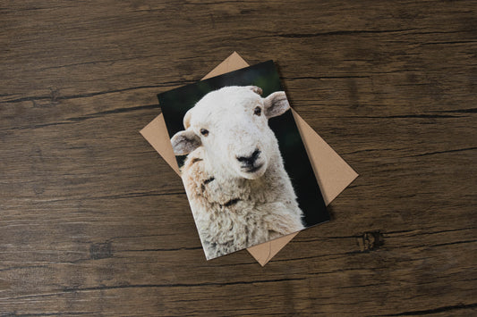 Lost Sheep Greeting Card