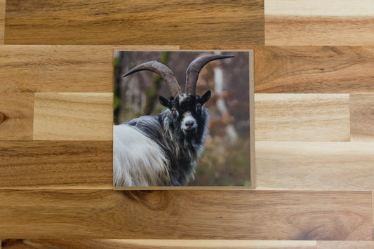 Goats in Llanberis greeting card