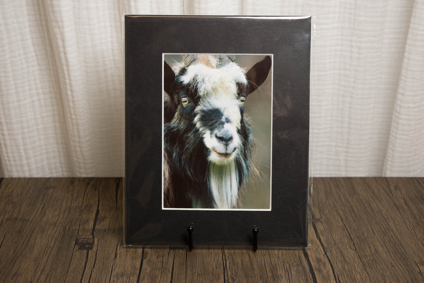 Framed photograph of a goat on a wooden floor with a neutral background