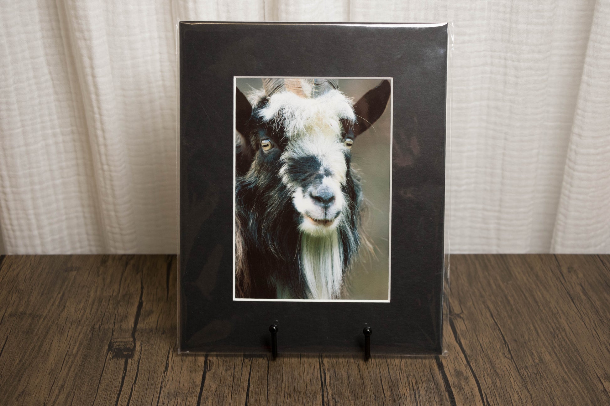 Framed photograph of a goat on a wooden floor with a neutral background